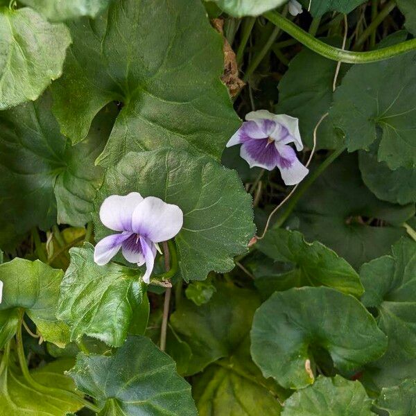 Viola hederacea Квітка