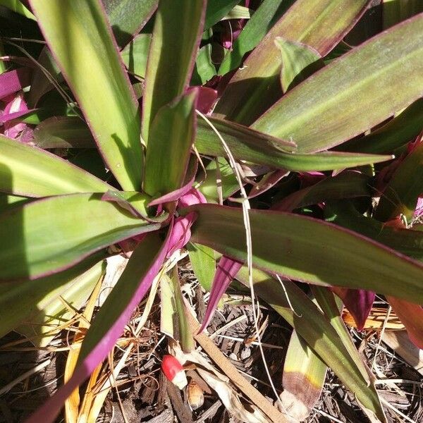 Tradescantia spathacea برگ