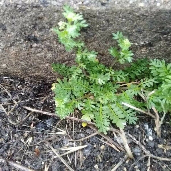 Lepidium didymum List