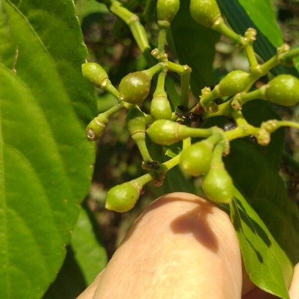 Cissus verticillata Owoc