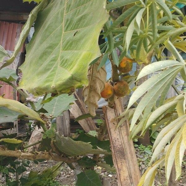 Solanum quitoense Gyümölcs