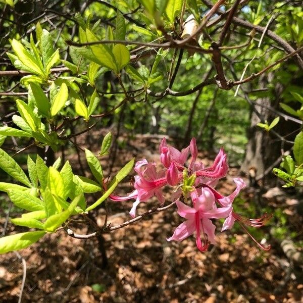 Rhododendron prinophyllum Fleur