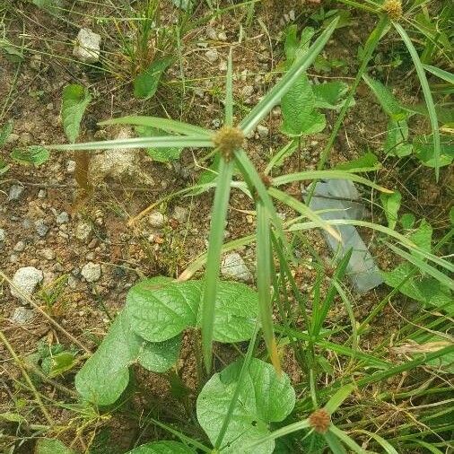 Cyperus aromaticus Folla