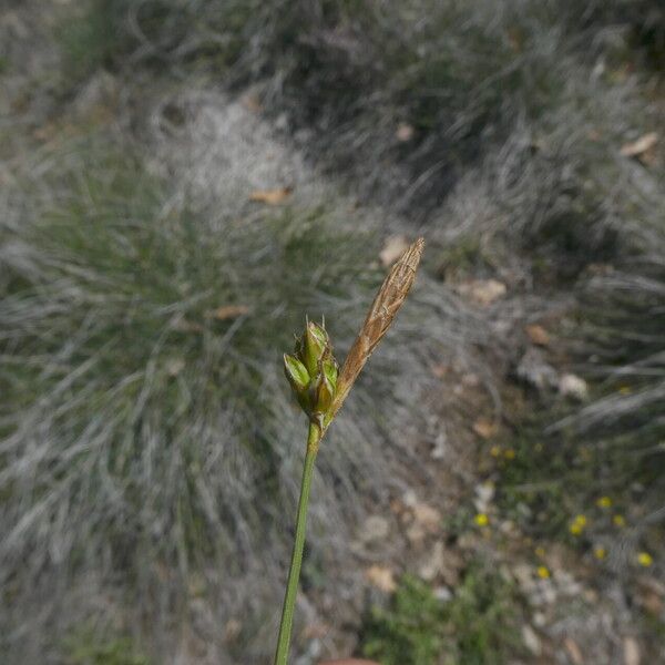 Carex halleriana ᱵᱟᱦᱟ