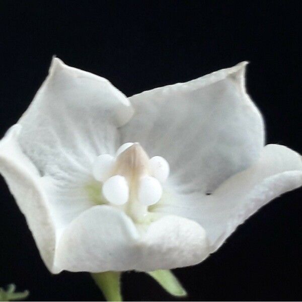 Vallaris glabra Flower