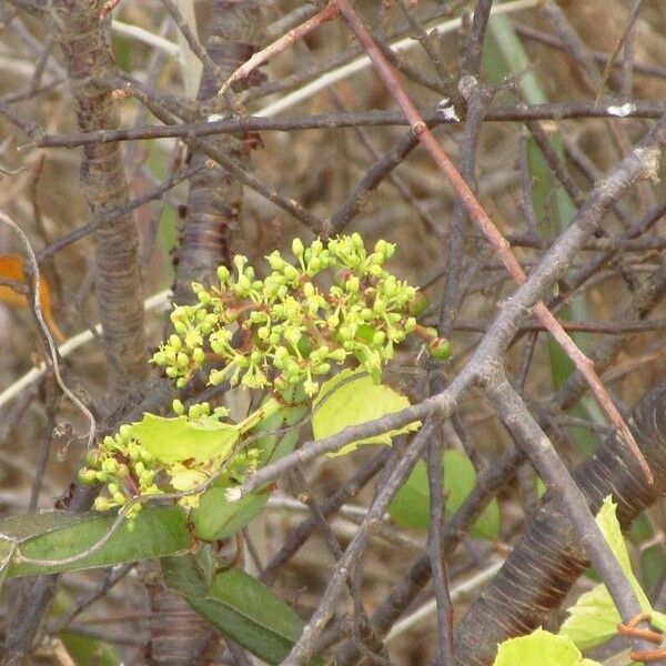 Cissus quadrangularis 花