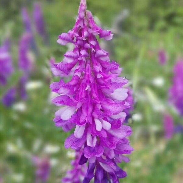 Vicia cracca Flower