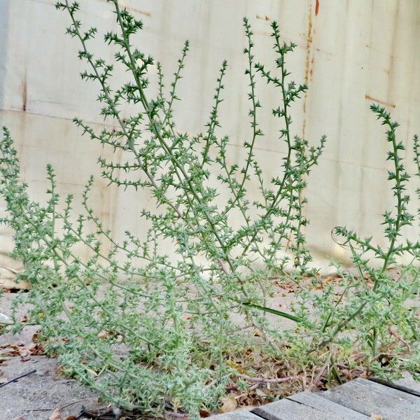 Salsola tragus Облик