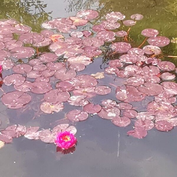 Nymphaea candida Flors