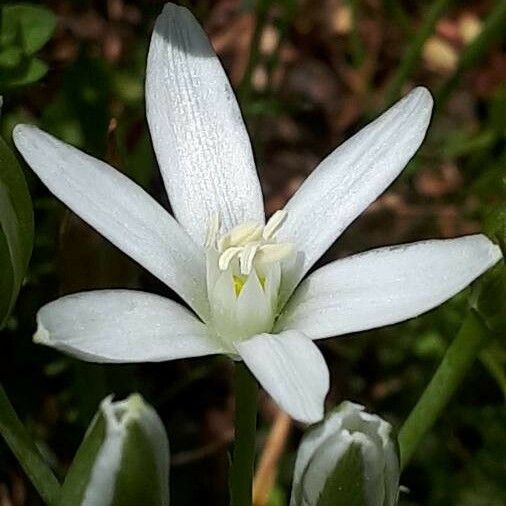 Ornithogalum umbellatum Flower