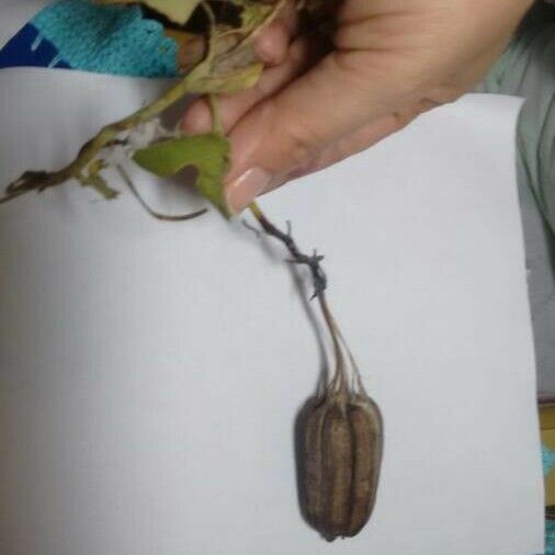 Aristolochia ringens Fruit