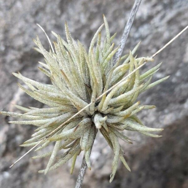 Tillandsia recurvata Lapas