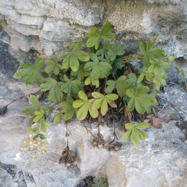 Potentilla caulescens Συνήθη χαρακτηριστικά