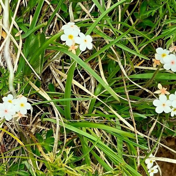 Androsace chamaejasme Habitus