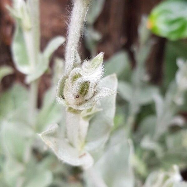 Silene coronaria Other