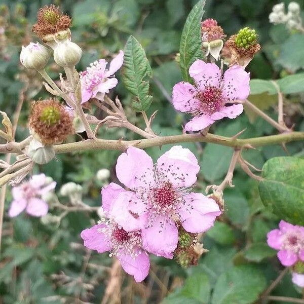 Rubus ulmifolius Květ