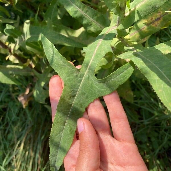 Sonchus palustris Ліст