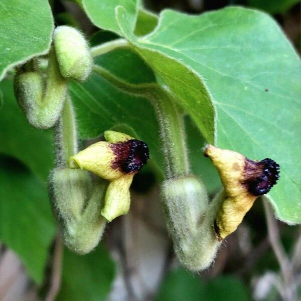 Aristolochia tomentosa Flor