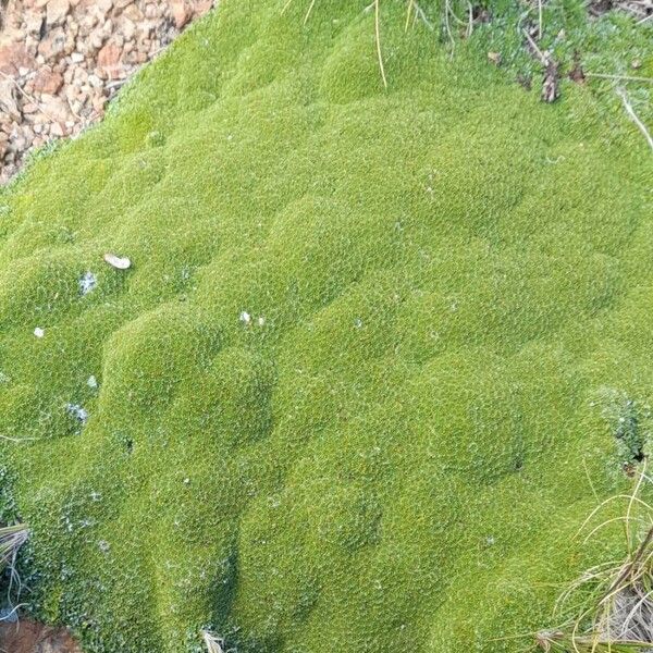 Azorella compacta Plante entière