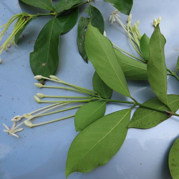 Posoqueria latifolia Lapas