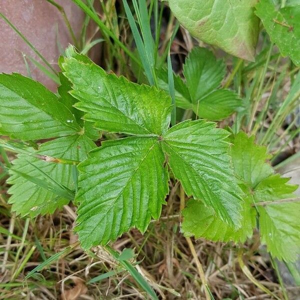 Fragaria vesca Leaf