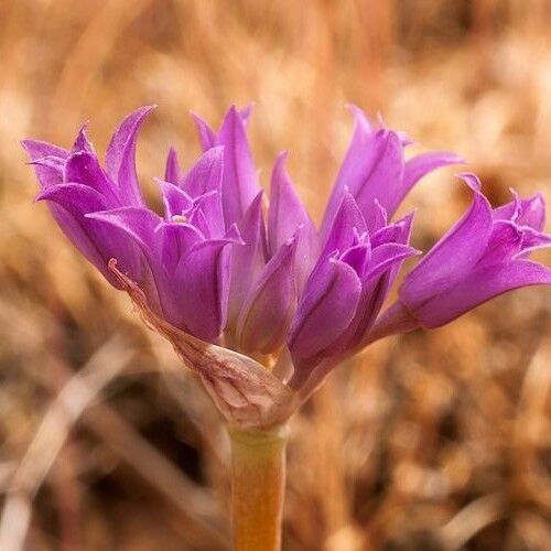 Allium acuminatum Flower