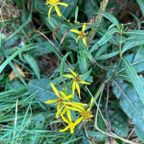 Senecio ovatus Flower