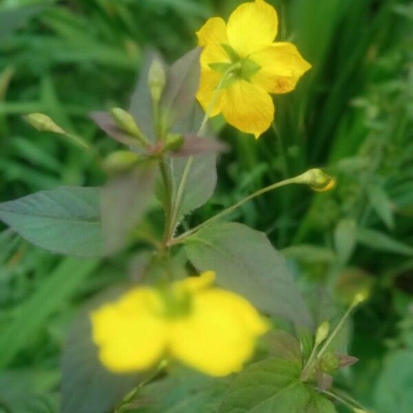 Lysimachia ciliata Flower