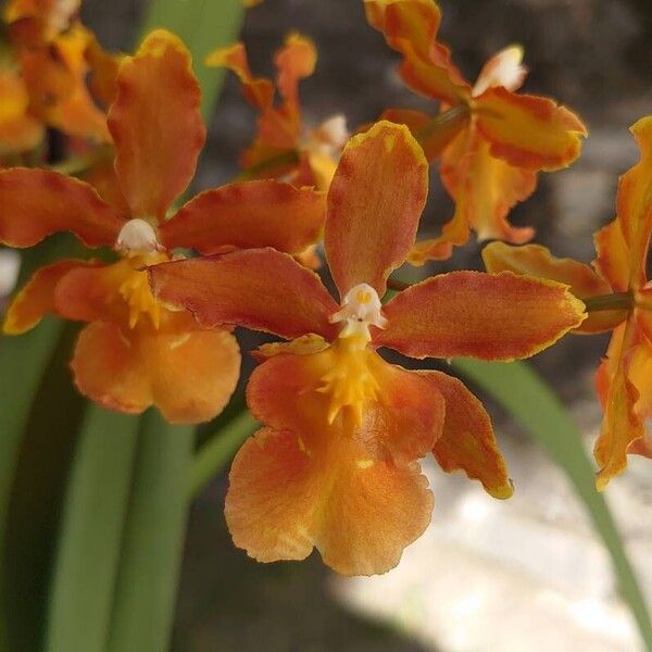 Oncidium crocidipterum Virág