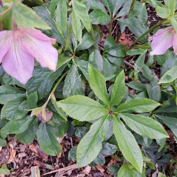 Helleborus orientalis Leaf
