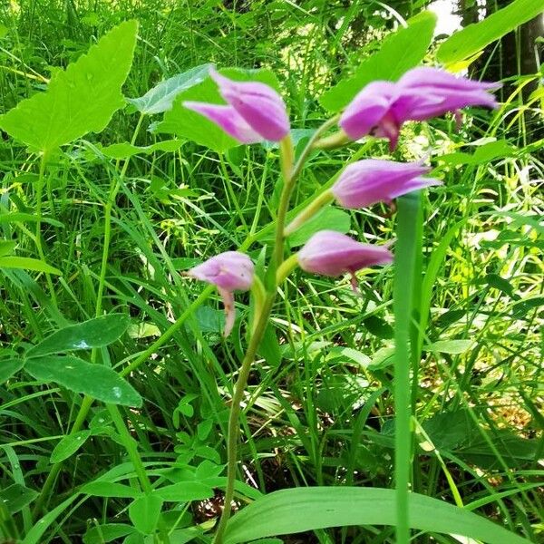 Cephalanthera rubra Цвят