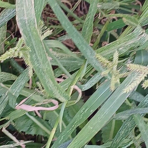 Echinochloa crus-galli Blatt