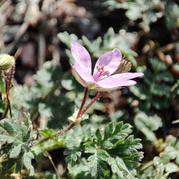 Erodium acaule Кветка