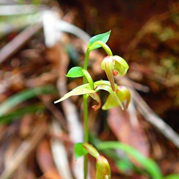 Stigmatodactylus grandiflorus Fiore