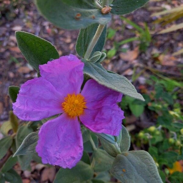 Cistus albidus Květ