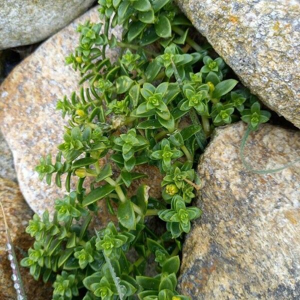 Honckenya peploides Blad