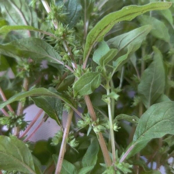 Parietaria pensylvanica Flor