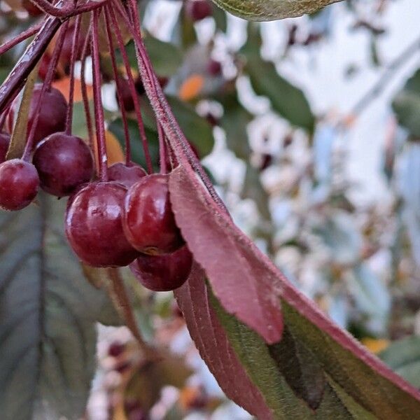 Malus toringo Fruit