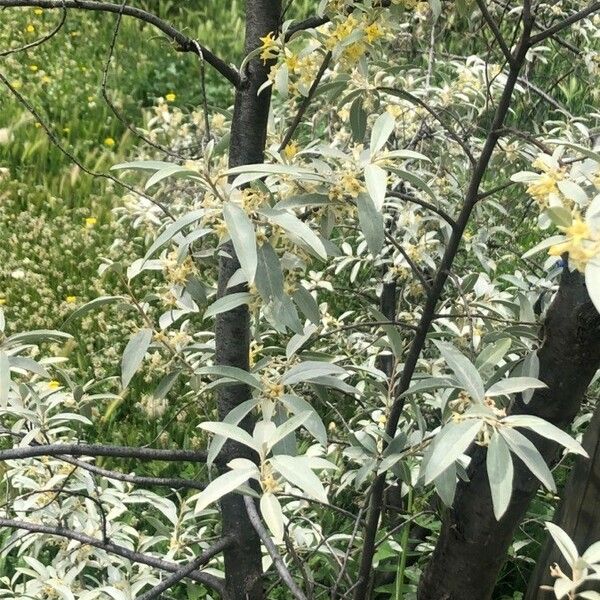 Elaeagnus angustifolia Habit