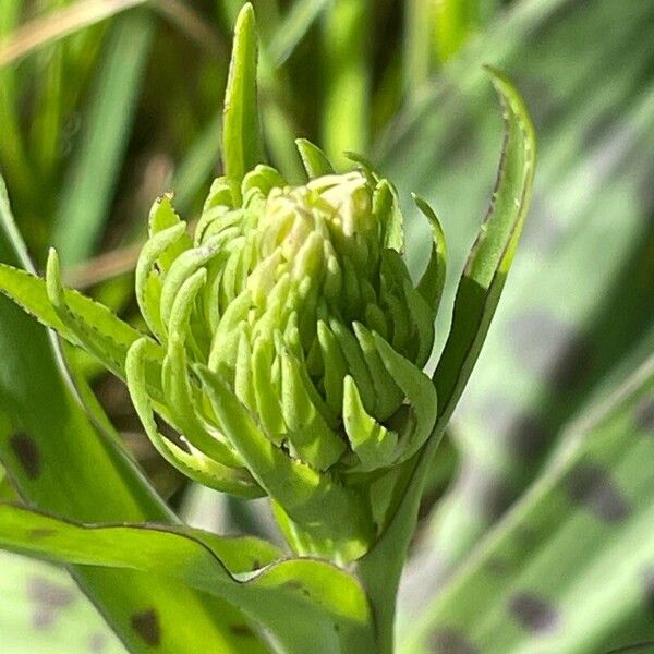 Dactylorhiza maculata പുഷ്പം