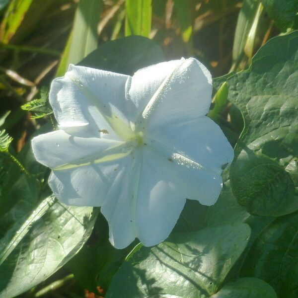 Ipomoea alba Flors