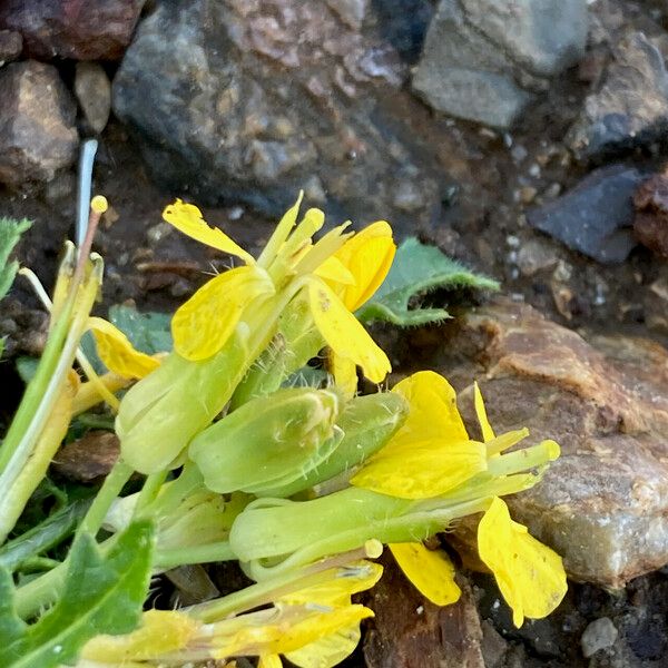 Coincya monensis Çiçek