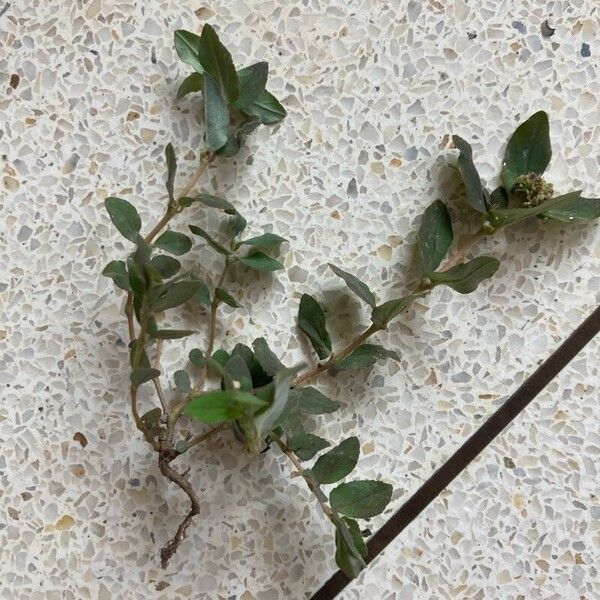 Euphorbia maculata Blad