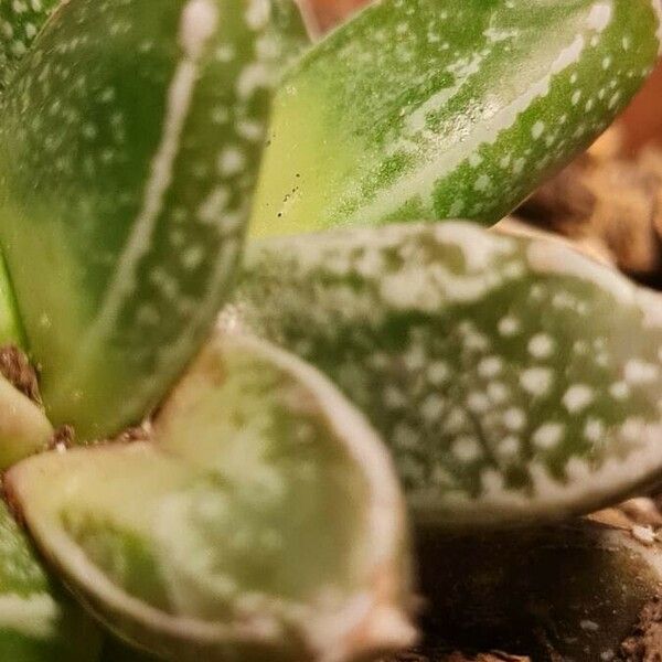 Gasteria pillansii Levél