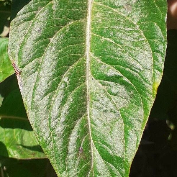 Amaranthus hypochondriacus Blatt