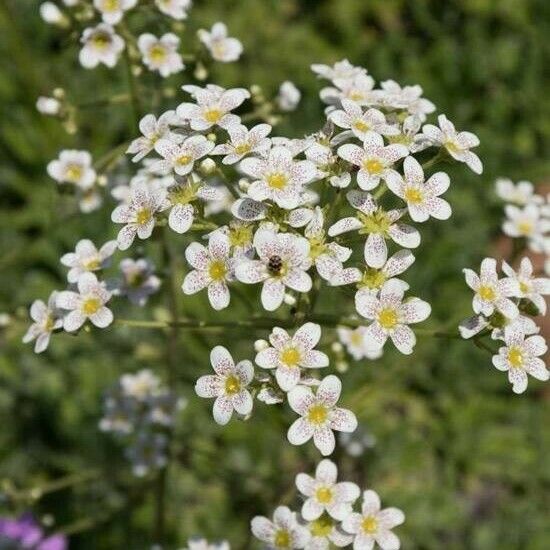 Saxifraga paniculata Flor