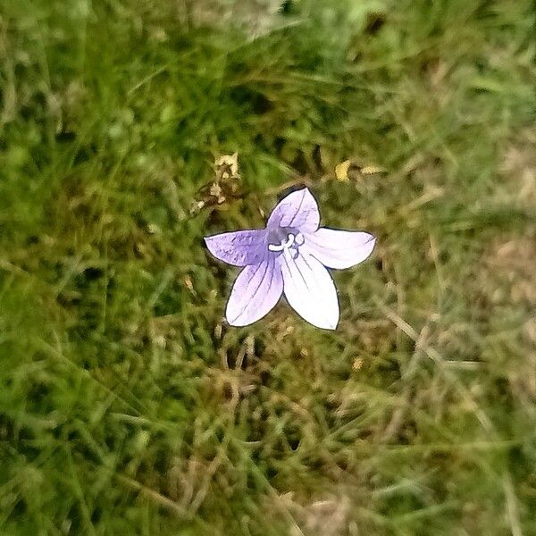 Campanula patula Квітка