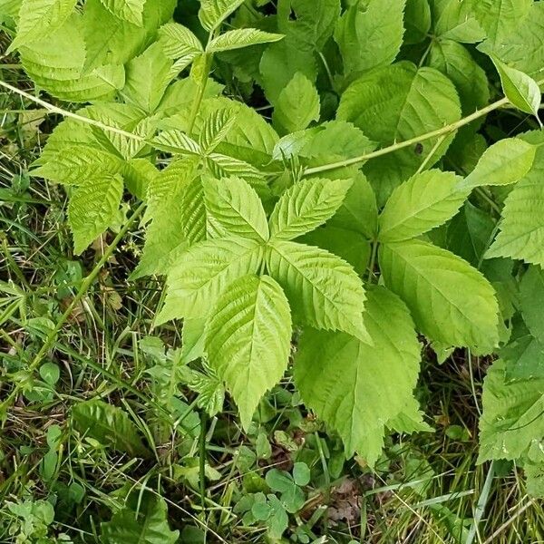 Rubus canadensis Blad