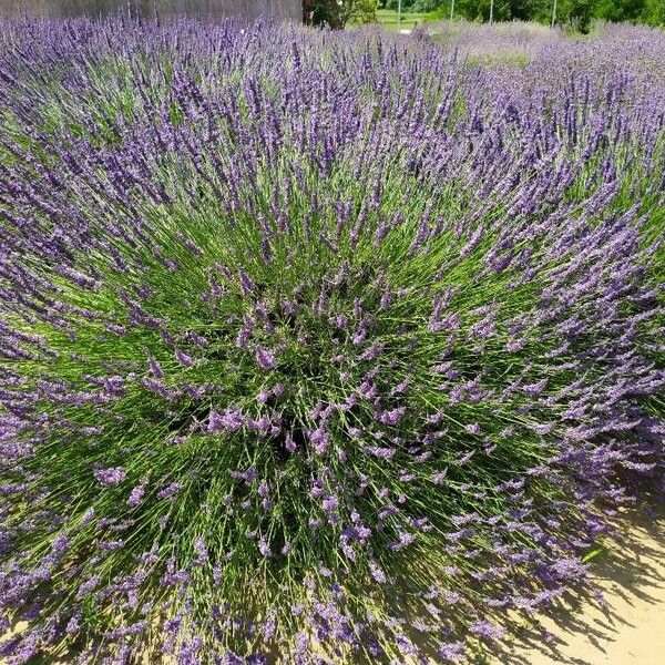 Lavandula angustifolia Blüte