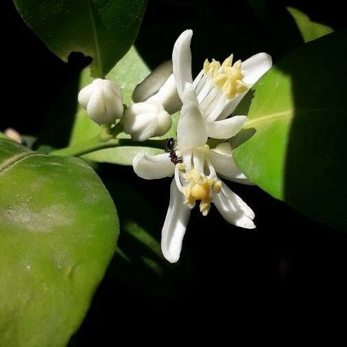 Citrus sinensis പുഷ്പം